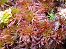 Attēlu rezultāti vaicājumam “Sphagnum quinquefarium”