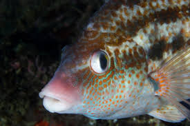 Image result for Symphodus bailloni