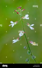 Attēlu rezultāti vaicājumam “Circaea lutetiana fruit”