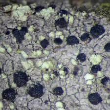 Attēlu rezultāti vaicājumam “Lecidella elaeochroma”