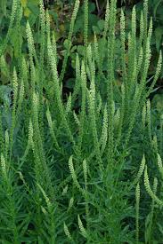 Image result for Reseda luteola