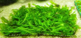 Attēlu rezultāti vaicājumam “Fissidens arnoldii macro”