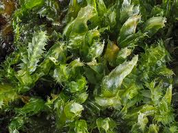 Attēlu rezultāti vaicājumam “Lophocolea bidentata”