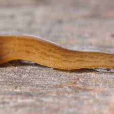 Výsledek obrázku pro obama halo