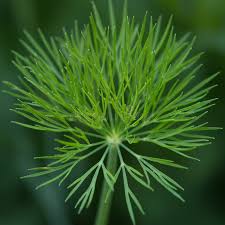 Attēlu rezultāti vaicājumam “Anethum graveolens leaf”