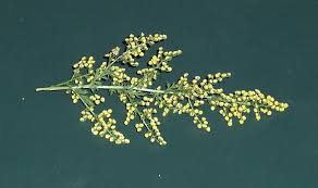 Image result for Artemisia gmelinii