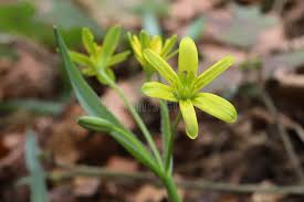 Attēlu rezultāti vaicājumam “Gagea lutea leaf”