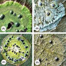 Attēlu rezultāti vaicājumam “Jungermannia hyalina cells”