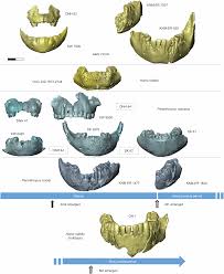 Image result for Co de Crista Chins
