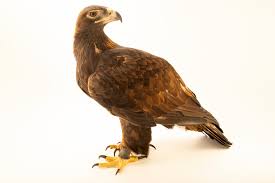 Attēlu rezultāti vaicājumam “Aquila chrysaetos”