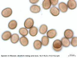 Attēlu rezultāti vaicājumam “Fuligo cinerea”