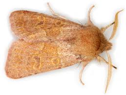 Attēlu rezultāti vaicājumam “Orthosia miniosa”