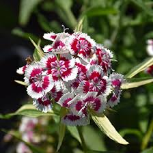 Image result for Dianthus barbatus