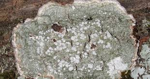 Attēlu rezultāti vaicājumam “Pertusaria amara”