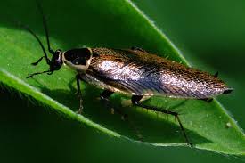 Attēlu rezultāti vaicājumam “Ectobius sylvestris male”