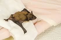 Attēlu rezultāti vaicājumam “Pipistrellus nathusii”