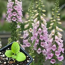 Attēlu rezultāti vaicājumam “Digitalis purpurea”