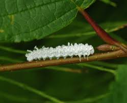 Attēlu rezultāti vaicājumam “Eriocampa ovata larva”