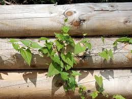 Attēlu rezultāti vaicājumam “Fallopia convolvulus fruit”