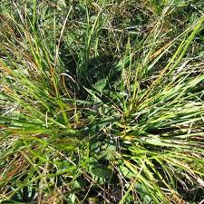 Attēlu rezultāti vaicājumam “Danthonia decumbens bud”