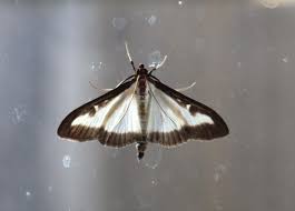 Attēlu rezultāti vaicājumam “Lomaspilis marginata”