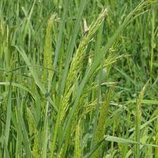 Attēlu rezultāti vaicājumam “Trisetum flavescens”