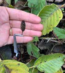 Attēlu rezultāti vaicājumam “Mollisia amenticola”