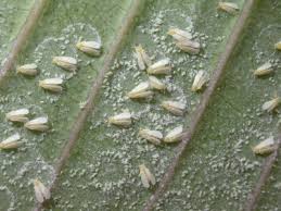 Attēlu rezultāti vaicājumam “Drepanosiphum platanoidis exuvia”