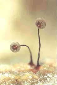 Attēlu rezultāti vaicājumam “Cribraria cancellata var. fusca”