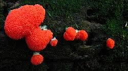 Attēlu rezultāti vaicājumam “Tubifera ferruginosa (subsp. ferruginosa)”