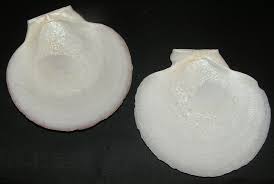 Image result for Placopecten magellanicus