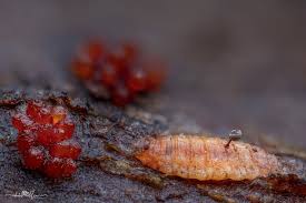 Attēlu rezultāti vaicājumam “Lamproderma violaceum”