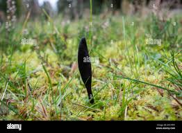 Attēlu rezultāti vaicājumam “Geoglossum sp.”
