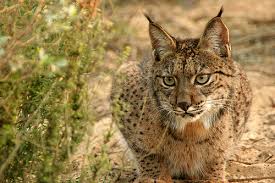 Attēlu rezultāti vaicājumam “Lynx lynx”