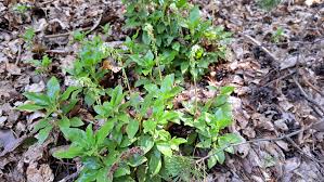 Attēlu rezultāti vaicājumam “Orthilia secunda”