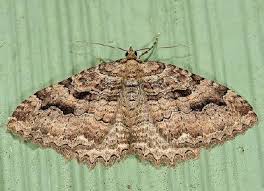 Attēlu rezultāti vaicājumam “Triphosa dubitata”