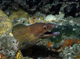 Image result for Gymnothorax vicinus