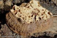 Attēlu rezultāti vaicājumam “Perenniporia medulla-panis”