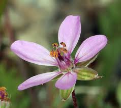 Attēlu rezultāti vaicājumam “Erodium cicutarium”