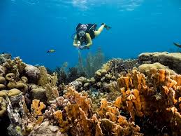 Image result for Great Western Divers
