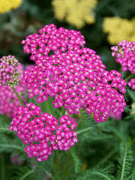 Attēlu rezultāti vaicājumam “Achillea salicifolia flower”