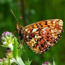 Attēlu rezultāti vaicājumam “Boloria dia upperside”
