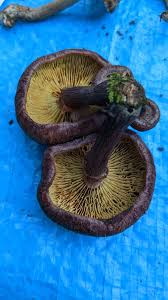 Attēlu rezultāti vaicājumam “Gymnostomum aeruginosum”