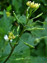 Attēlu rezultāti vaicājumam “Rorippa sylvestris leaf”