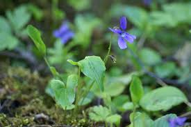 Attēlu rezultāti vaicājumam “Viola uliginosa flower”