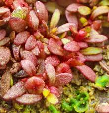 Attēlu rezultāti vaicājumam “Elatine hydropiper leaf”
