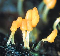 Attēlu rezultāti vaicājumam “Arcyria globosa macro”