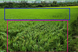 Image result for 붶