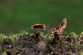 Attēlu rezultāti vaicājumam “Coltricia perennis”