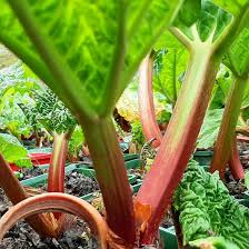 Attēlu rezultāti vaicājumam “Rheum rhabarbarum fruit”
